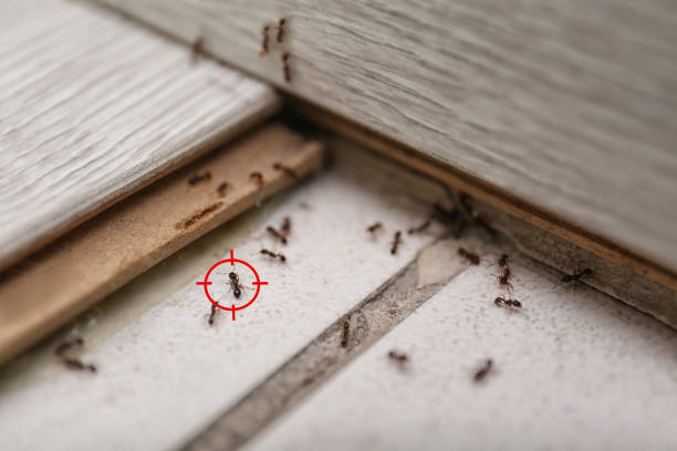 Best Spider Control Near Me  in Olathe, CO