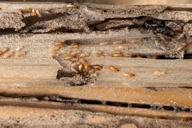Best Rat Extermination Near Me  in Olathe, CO