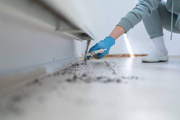 Wasp Removal Services in Olathe, CO